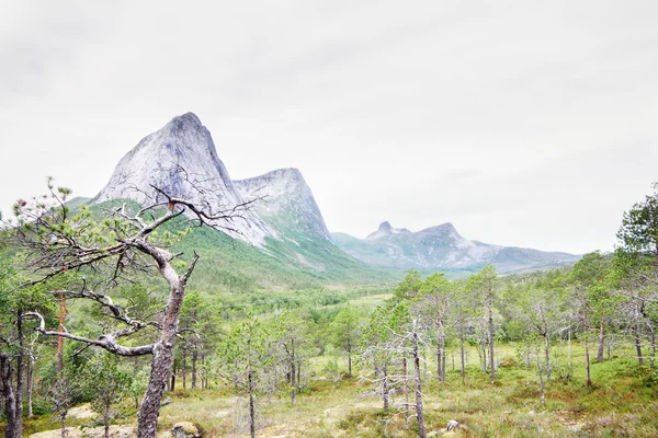 Tundra norvegese e montagne — Foto Stock