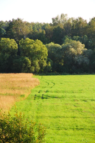 Campo y bosque — Foto de Stock