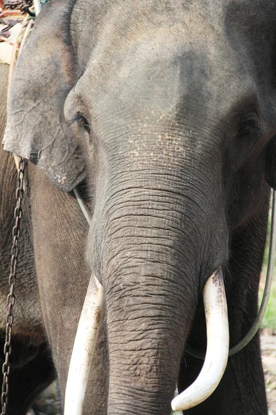 Слоны на каучуковой плантации — стоковое фото