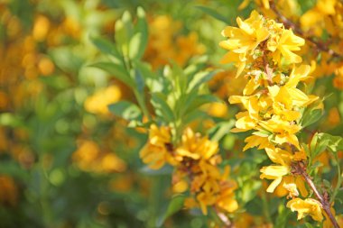 çiçek açan çiçekler