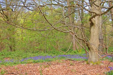 Bahar ormanında BlueBell çiçekleri