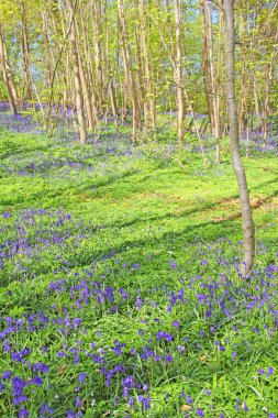 Bahar ormanında BlueBell çiçekleri