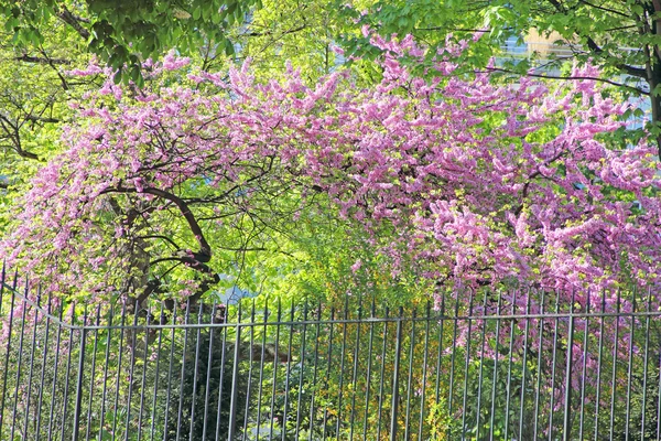 Arbre en fleurs — Photo