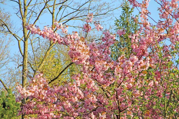 Bloeiende kersenboom — Stockfoto