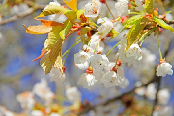 Flores de manzana en primavera —  Fotos de Stock