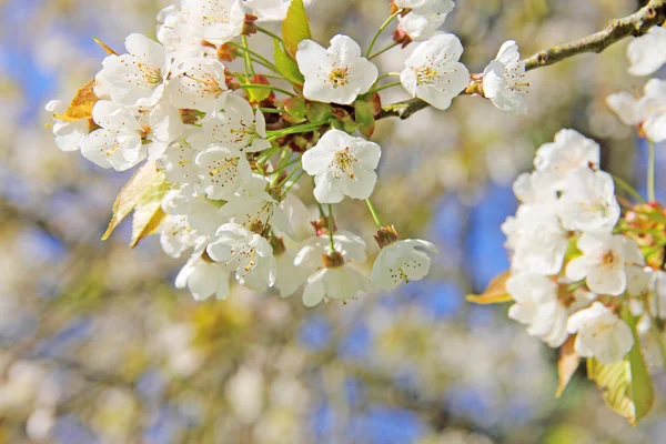 Flores de manzana en primavera —  Fotos de Stock