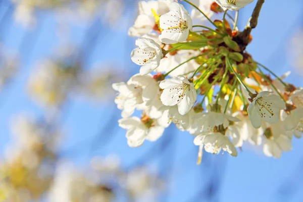 Flores de manzana en primavera —  Fotos de Stock