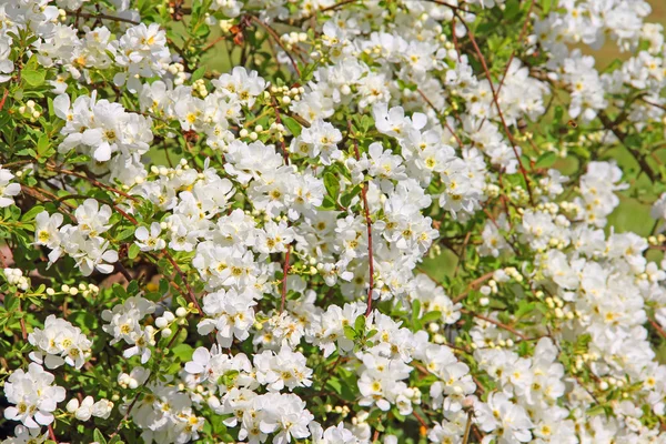 Appelbloesems in het voorjaar — Stockfoto