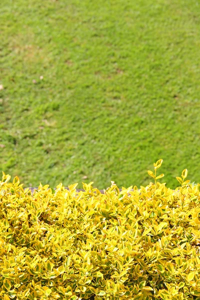 Arbusto amarelo e grama — Fotografia de Stock