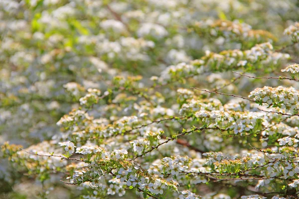 Flores blancas —  Fotos de Stock