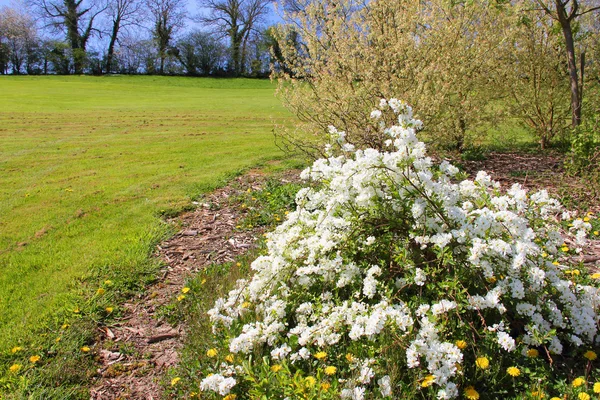 Bloeiende bush in tuin — Stockfoto