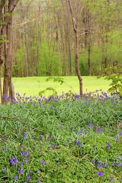 Flores de arándano en el bosque de primavera —  Fotos de Stock