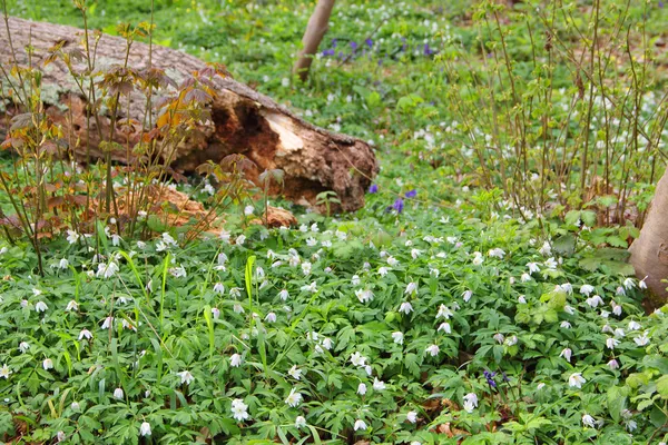 Anémona de madera en un bosque —  Fotos de Stock