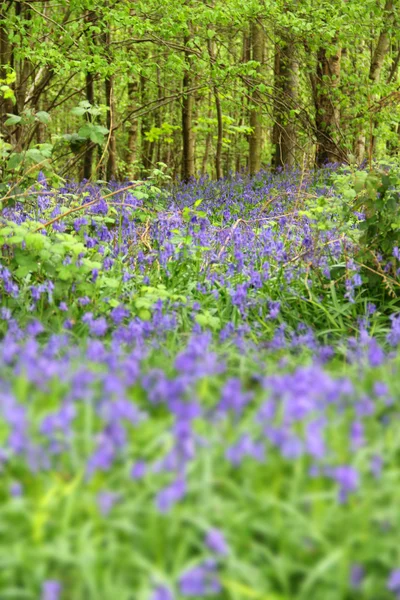 Blauglockenblumen im Frühlingswald — Stockfoto