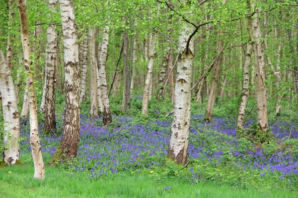 Колокольчики в весеннем лесу — стоковое фото