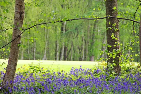 Flores de arándano en el bosque de primavera —  Fotos de Stock
