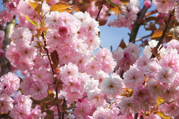 Körsbär blommor — Stockfoto