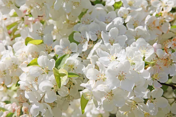 Fiori di mele — Foto Stock