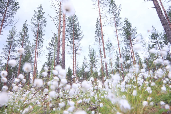 Cottongrass orman içinde — Stok fotoğraf