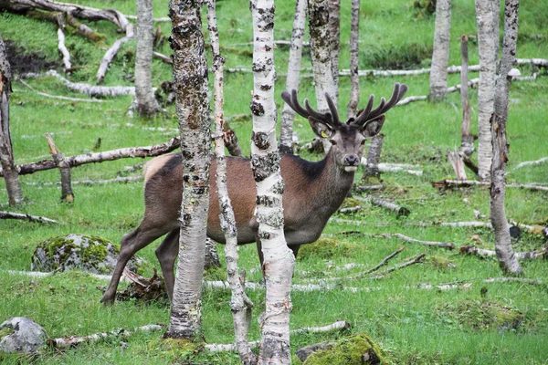 Gran ciervo cola blanca en el bosque —  Fotos de Stock