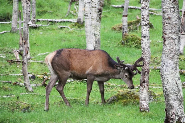 Vidloroh americký velkého Bucku v lese — Stock fotografie