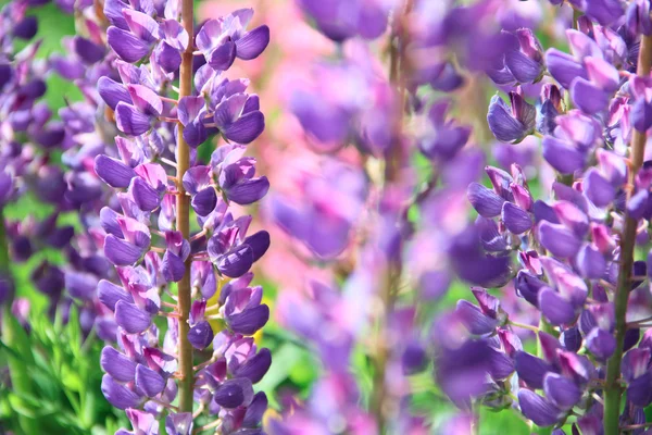 Primeros planos de las flores lupinas — Foto de Stock