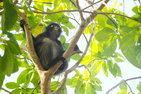 Macaco na árvore — Fotografia de Stock