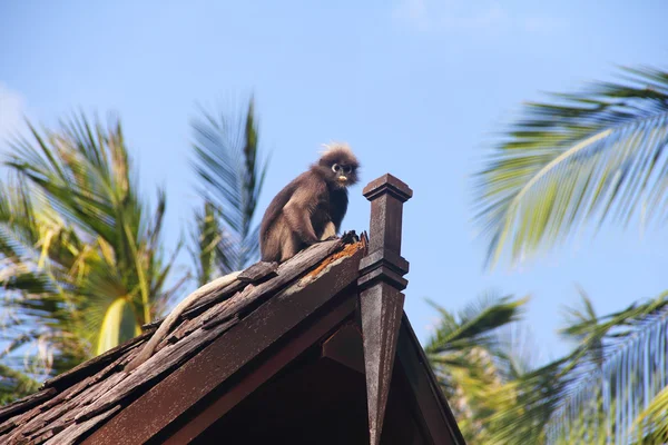 房顶上的猴子 — 图库照片