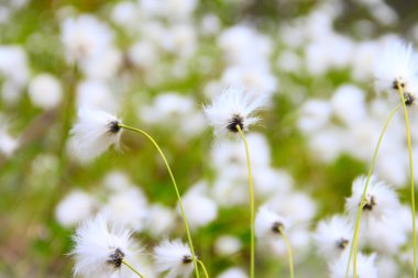 Eriophorum vaginatum