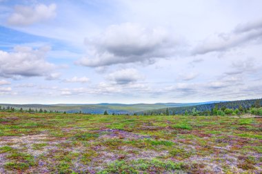 Tundra peyzaj
