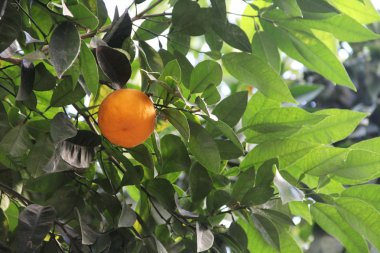 Ağaç dalındaki portakallar