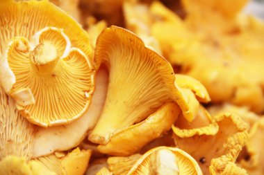 Cantharellus cibarius makro