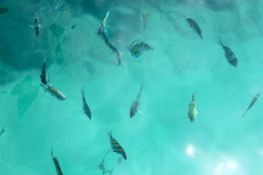 tropikal balık suda