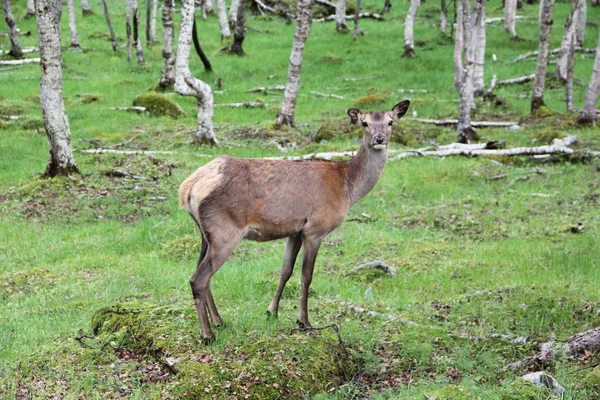 Gran ciervo cola blanca en el bosque —  Fotos de Stock