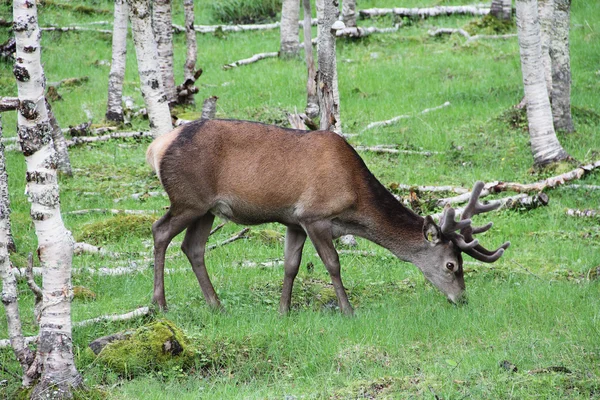 Vidloroh americký velkého Bucku v lese — Stock fotografie