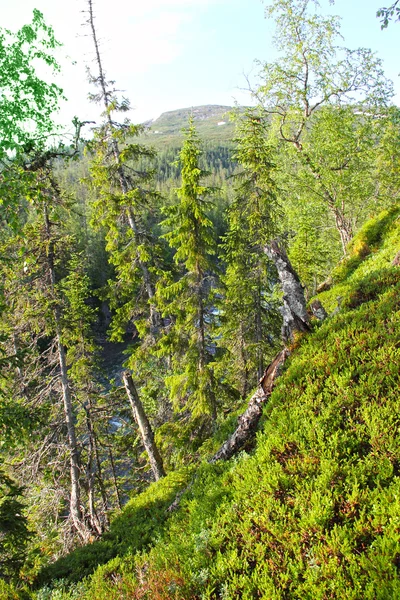 Hügel mit Wald — Stockfoto