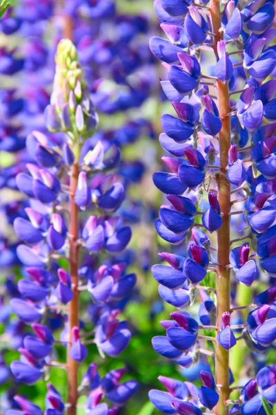 Lupine flores close-up — Fotografia de Stock