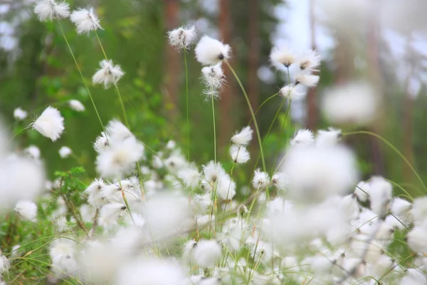 Hierba de algodón en el bosque — Foto de Stock