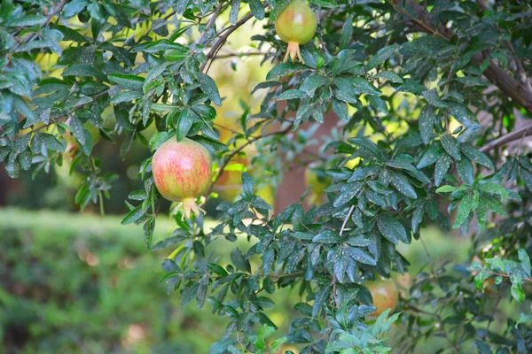 Fruta de granada en el árbol — Foto de Stock