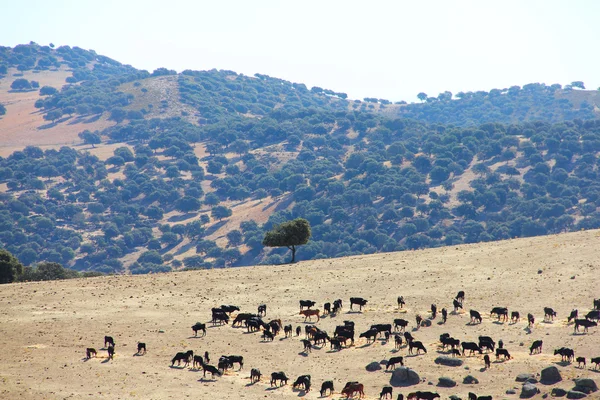 Bulls farm in Spain — Stock Photo, Image