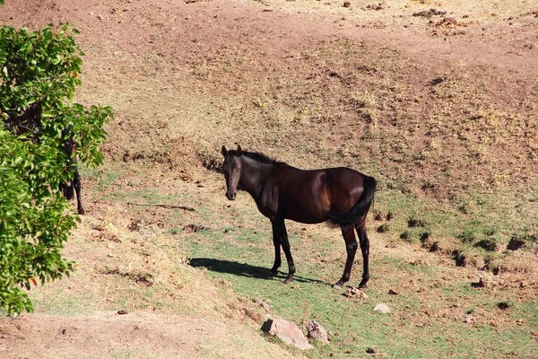 Andalusialainen hevonen laitumella — kuvapankkivalokuva