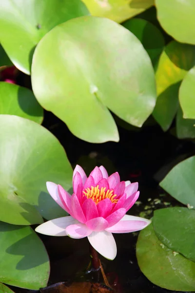 Pink Lotus in water — Stock Photo, Image