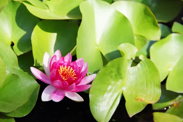 Pink Lotus in water — Stock Photo, Image