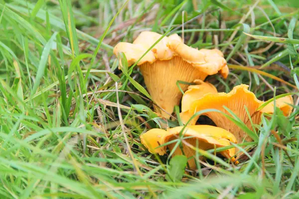 Cantharellus cibarius çim — Stok fotoğraf