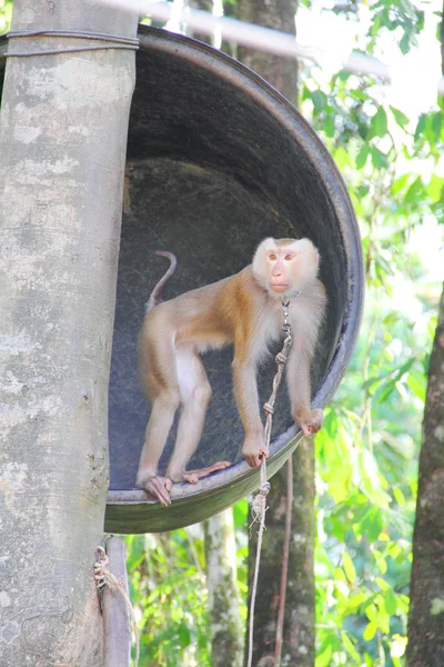 Macaco na árvore — Fotografia de Stock