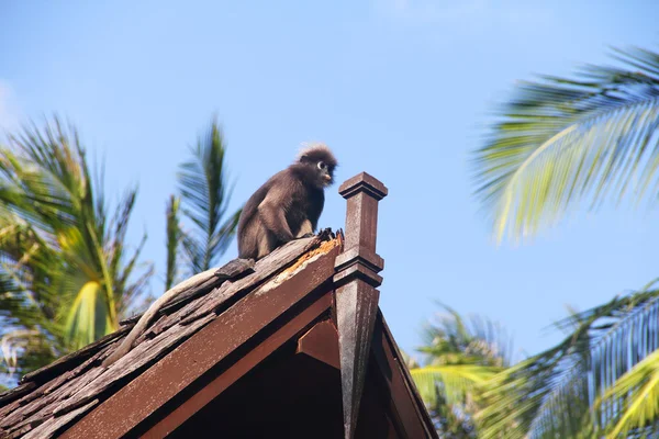 Maymun çatı üzerinde — Stok fotoğraf