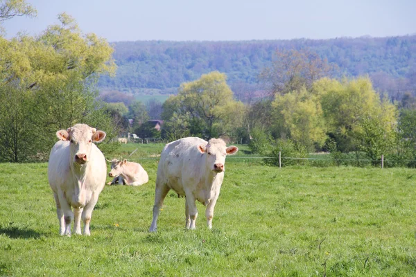 Vacas normandy em pasto — Fotografia de Stock