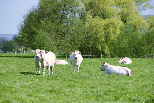 Vacas normandy em pasto — Fotografia de Stock