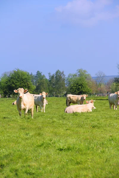 Νορμανδία αγελάδες για βοσκότοπο — Φωτογραφία Αρχείου