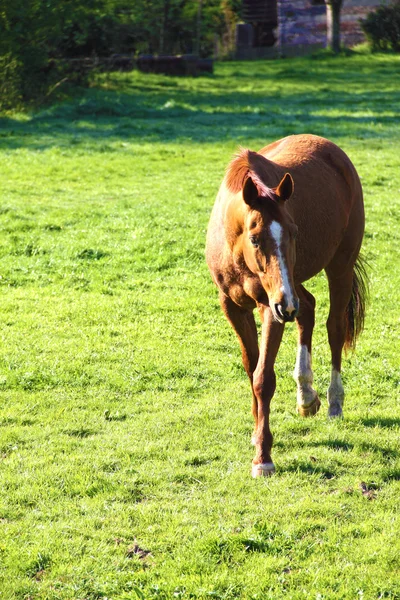 フィールド上の馬 — ストック写真